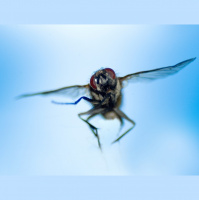 E6S-205 Beating the Deer Fly - The Price of Victory