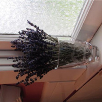 Living with Lavender