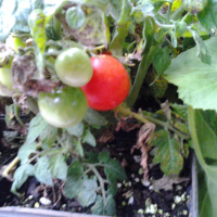 FoodFumieAndYou Episode 8