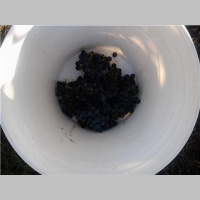 Divatosity-Back To School, Festivals, Grapes and Paints