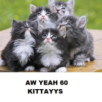 Aw Yeah 60 KITTAAYYS