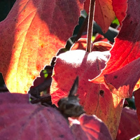 Sun on our faces: tea meditation
