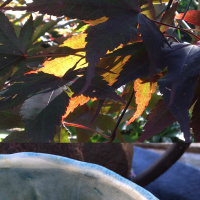 Sunlight through leaves