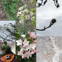 Gorgeous slow dance of spring