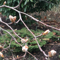 birdsong and leaf blowers