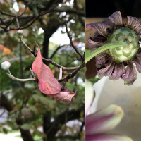 Changes all around: tea meditation