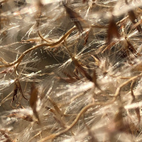 Absorbing the warmth: tea meditation