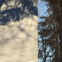 Sun on the snow: tea meditation