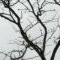 First robin: tea meditation