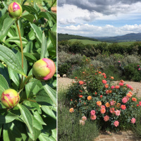 Peonies, Cuttings, Love: Two Gardens