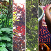 Growl and hum: tea meditation