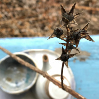 Tea meditation: seedpods