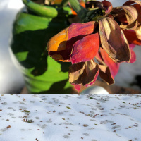 After the storm: tea meditation