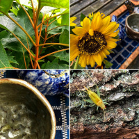 Bright yellow pollen: tea meditation