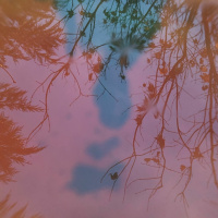 Glimpse of branches: tea meditation