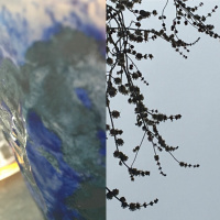 Fuzzy blooms: tea meditation