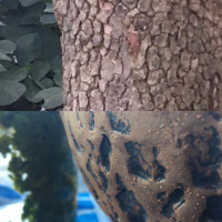 Positive and negative: tea meditation