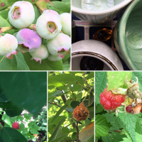 Berries on the way in and on the way out