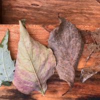 Beauty in contradiction - tea meditation