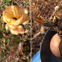 Roses In Winter: Two Gardens