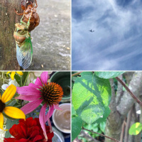 Emerging: tea meditation