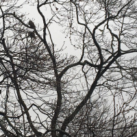 Rainy afternoon tea meditation