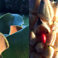 Bursting out: tea meditation