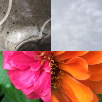 Gray clouds and zinnias: tea meditation