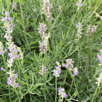 Lavender And Time: Two Gardens