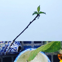 Hope for recovery: tea meditation