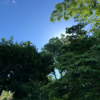Wind in the green leaves: tea meditation