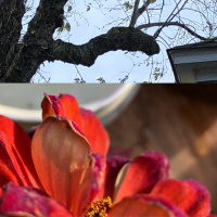 Getting ready for winter: tea meditation