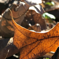 Lit up by the sun: tea meditation