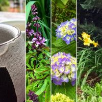 Summer colors emerging