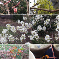 What didnt get eaten will bloom