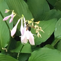 Straddling the blossom: Tea meditation