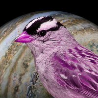 A Lady of Ganymede, a Sparrow of Io – FFP 0720