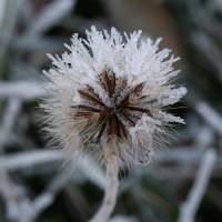 FFP 0117 – The Frozen Hive of Her Mind