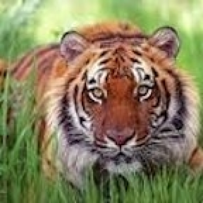 Mary Carroll High School Tigercast