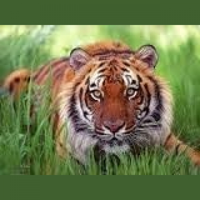 Mary Carroll High School Tigercast