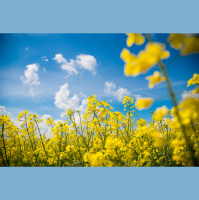 FPC256 - Hörergetaktet