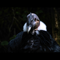 FPC377 - Lightroom allein Zuhause