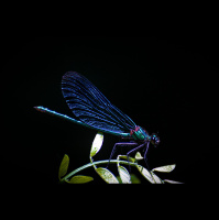 FPC395 - Im Interview mit Natur-Nachwuchsfotograf Max Radig