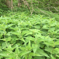 The Ethics Guy-Podcast 168