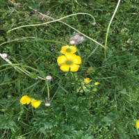 Counting Conscious Breaths- Podcast 174 