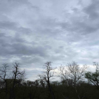 Dr Oz Maverick continues Podcast 149