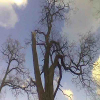 For The Trees-Podcast 146