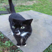 Music Of The Animals- Podcast 144