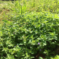 save the need- and Husms, too- Podcast 173