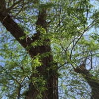 Auctioneering Off The Future Of Healthcare- Podcast 158